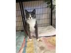Whimsy, Domestic Shorthair For Adoption In Sheridan, Wyoming