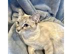 Simon, Domestic Shorthair For Adoption In Mooresville, North Carolina