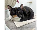 Angel, Calico For Adoption In West Palm Beach, Florida