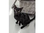Fin, Domestic Shorthair For Adoption In West Palm Beach, Florida
