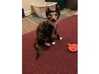 Rudy, Domestic Shorthair For Adoption In Horn Lake, Mississippi