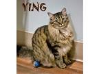 Ying, Domestic Longhair For Adoption In Mooresville, North Carolina