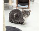 Allison, Domestic Shorthair For Adoption In West Palm Beach, Florida