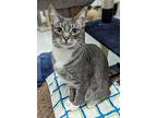 Spicer, Domestic Shorthair For Adoption In West Palm Beach, Florida