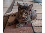 Leia, American Shorthair For Adoption In Merced, California