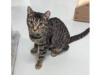 Ellie, Domestic Shorthair For Adoption In West Palm Beach, Florida