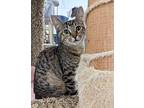 Jack, American Shorthair For Adoption In West Palm Beach, Florida