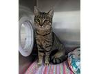 Dude, American Shorthair For Adoption In West Palm Beach, Florida