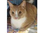 Butter Pecan, Domestic Shorthair For Adoption In Forest Lake, Minnesota