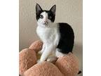 Nebula, American Shorthair For Adoption In Merced, California