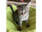 Minerva, American Shorthair For Adoption In Merced, California