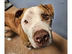 Davey, American Pit Bull Terrier For Adoption In San Diego, California