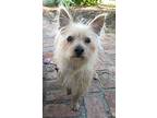 Tyson, Cairn Terrier For Adoption In Henderson, Nevada