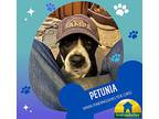 Petunia, Terrier (unknown Type, Medium) For Adoption In Norristown, Pennsylvania