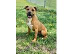 Maeve, American Pit Bull Terrier For Adoption In Fort Dodge, Iowa