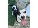 Gregg, American Pit Bull Terrier For Adoption In Marathon, Florida