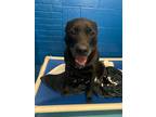 Zoe, American Pit Bull Terrier For Adoption In Newport News, Virginia