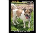 Moco, Jack Russell Terrier For Adoption In White Plains, Maryland