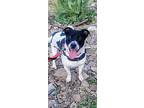 Oreo, Jack Russell Terrier For Adoption In White Plains, Maryland