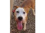 Barandon, American Pit Bull Terrier For Adoption In Athens, Alabama