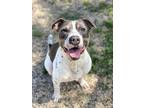 Oddis, American Pit Bull Terrier For Adoption In Fort Dodge, Iowa