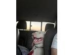 Luke, American Pit Bull Terrier For Adoption In Killeen, Texas