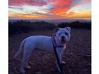 Sponch, American Pit Bull Terrier For Adoption In San Diego, California