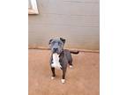 Boss Man, American Pit Bull Terrier For Adoption In Athens, Alabama