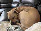 Chance, Labrador Retriever For Adoption In Littleton, Colorado