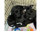 Peg, Labrador Retriever For Adoption In Merced, California