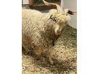 Q-tip, Goat For Adoption In Surrey, British Columbia