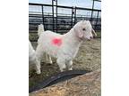 Chai, Goat For Adoption In Surrey, British Columbia