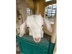 Cayenne, Goat For Adoption In Surrey, British Columbia