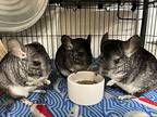 Kale (bonded To Basil And Thyme), Chinchilla For Adoption In Imperial Beach