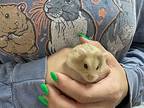 Taro, Hamster For Adoption In Imperial Beach, California