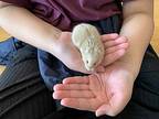 Aki, Hamster For Adoption In Imperial Beach, California