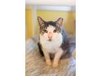 Seline, Domestic Shorthair For Adoption In East Norriton, Pennsylvania