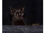 Diego, Domestic Shorthair For Adoption In Flint Hill, Virginia