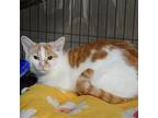 Sparrow, Domestic Shorthair For Adoption In Huntley, Illinois