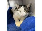 Griswold, Domestic Shorthair For Adoption In Grass Valley, California