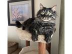 Rocky, Maine Coon For Adoption In Plainville, Connecticut