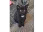 Wednesday, Domestic Shorthair For Adoption In Logan, Ohio