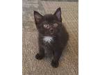 Pugsly, Domestic Shorthair For Adoption In Logan, Ohio