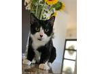 Stellar, Domestic Shorthair For Adoption In West Palm Beach, Florida