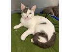 Blair, Domestic Shorthair For Adoption In Lemoore, California