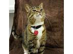 Phoebe, Domestic Shorthair For Adoption In Huntley, Illinois