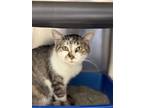 Mistletoe, Domestic Shorthair For Adoption In Columbia City, Indiana