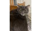 Lincoln, Domestic Mediumhair For Adoption In Murphysboro, Illinois