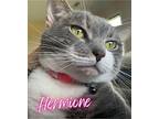 Hermione, Domestic Shorthair For Adoption In Flint Hill, Virginia