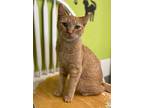 Uriah, Domestic Shorthair For Adoption In Lemoore, California